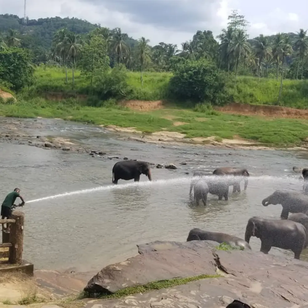 Hotel Elephant Park at Pinnawala